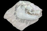 Oreodont (Leptauchenia) Skull On Rotating Stand #78174-4